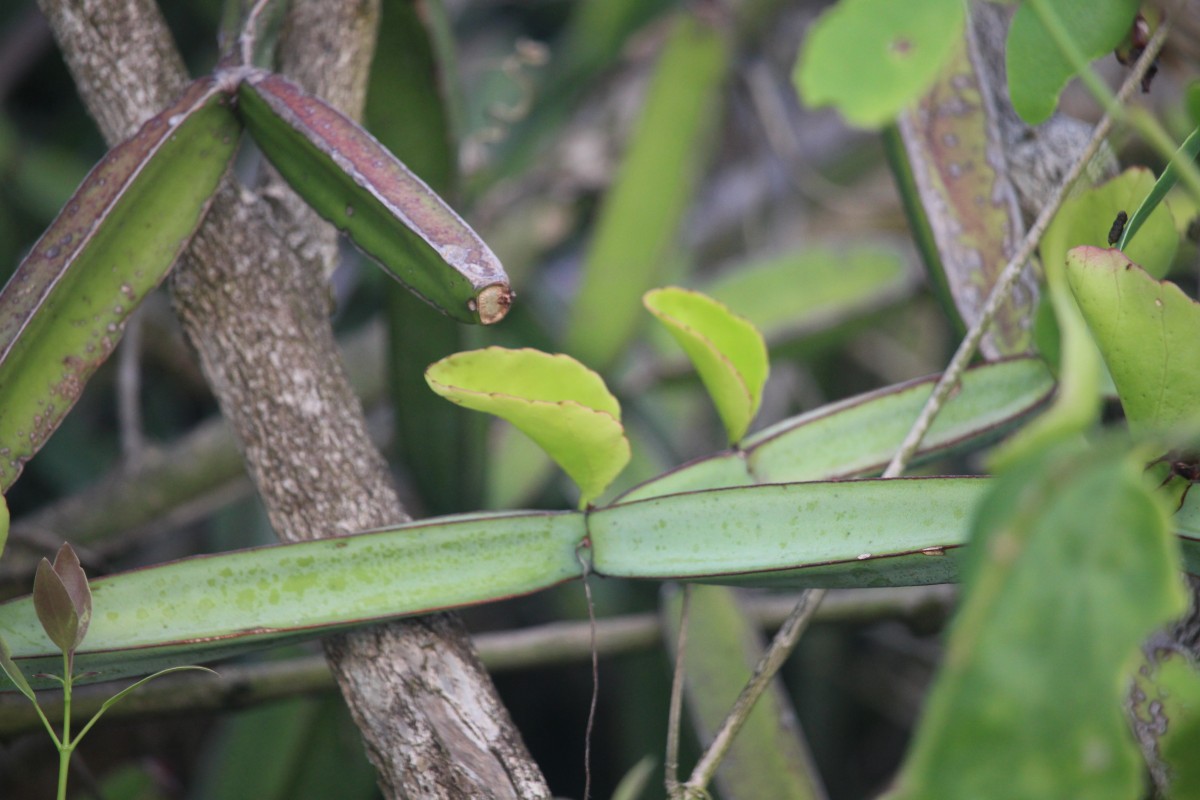 Cissus quadrangularis L.